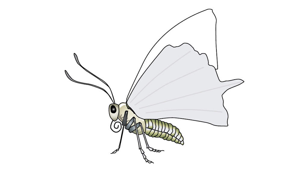 An illustration of a butterfly
